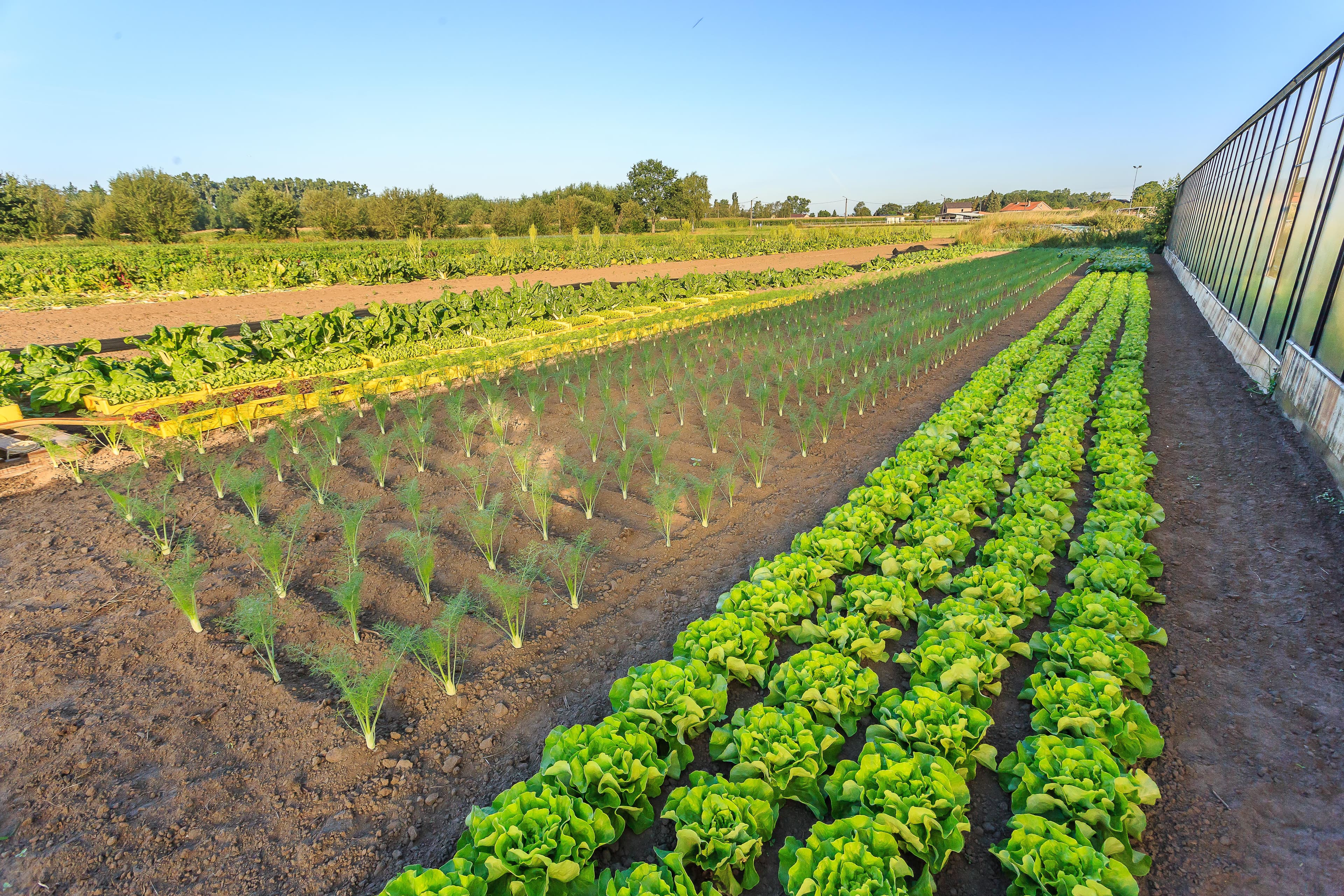 Groenteveld met slakroppen en serre