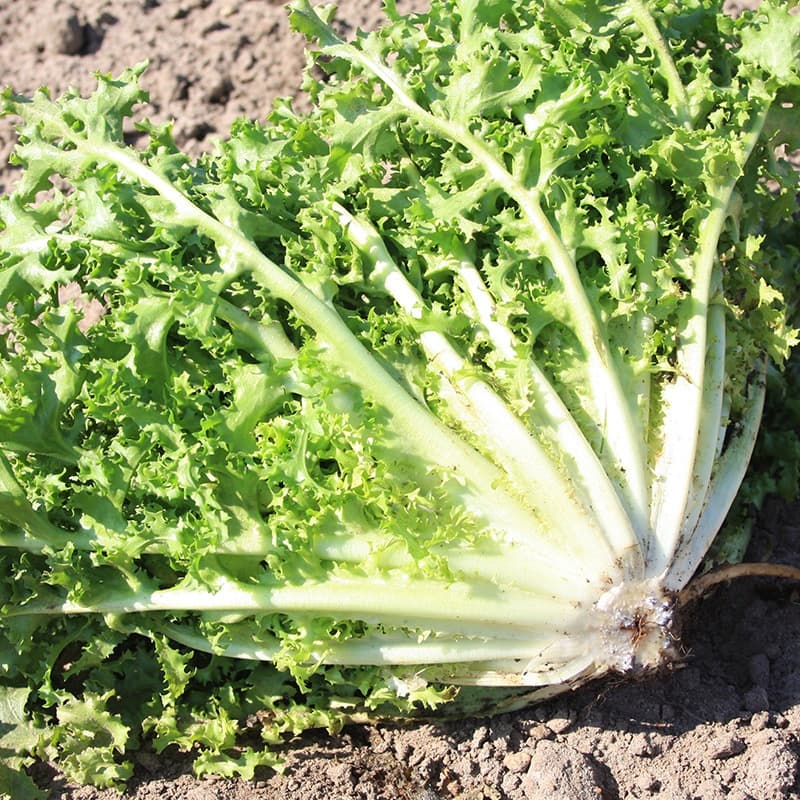 Krulandijvie salade met spek en geitenkaas