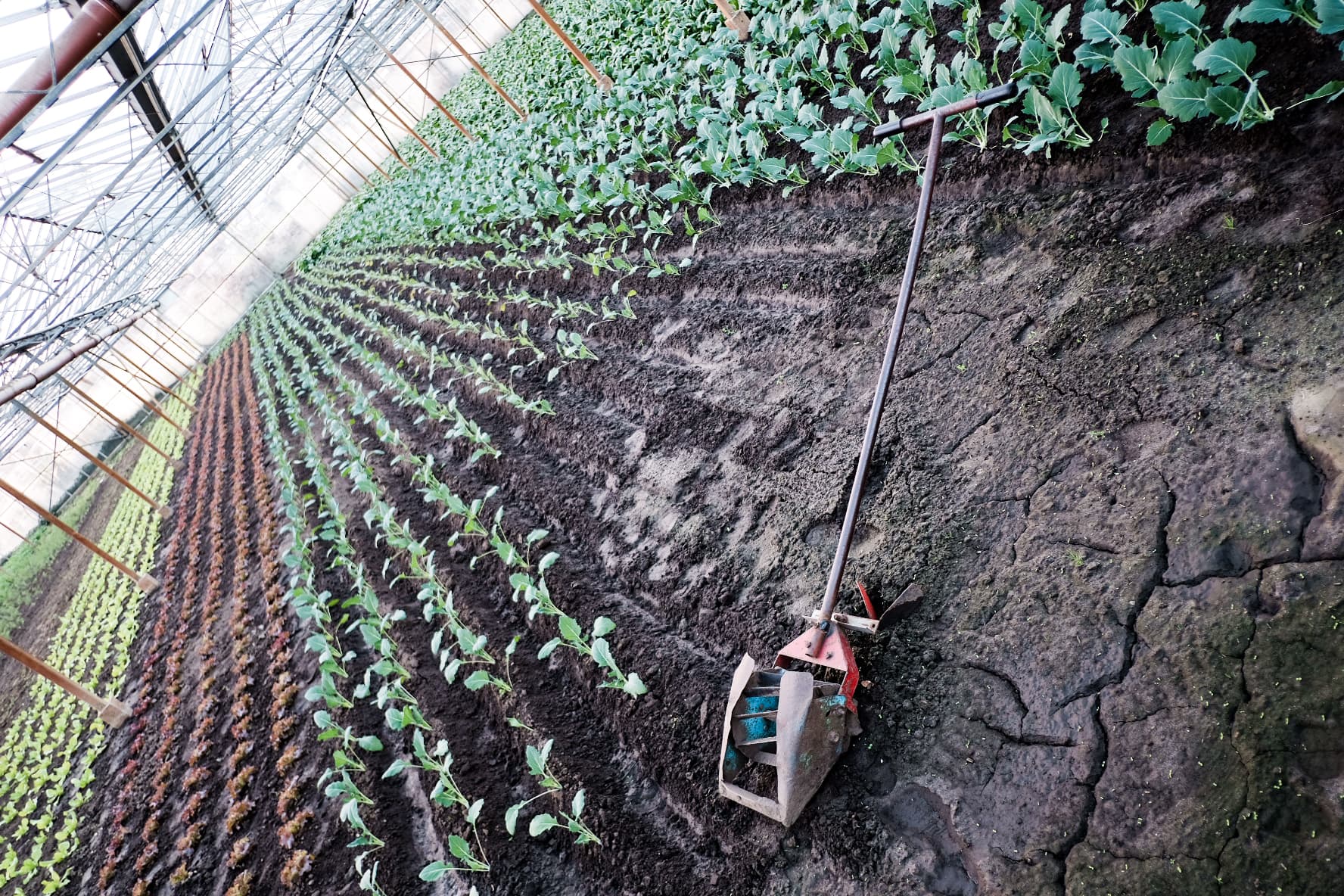 Schoffelen tussen de jonge plantjes in de serre