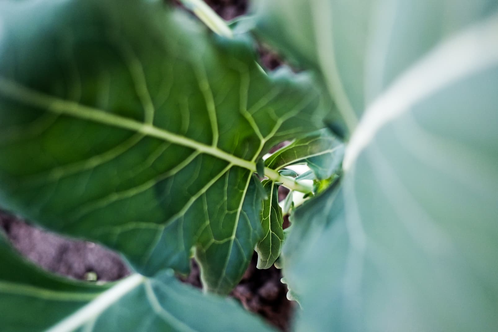 Close-up van een biologisch koolblad